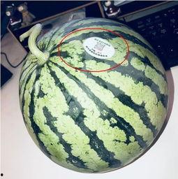 网红吃瓜刀,揭秘网络红人背后的“刀光剑影”