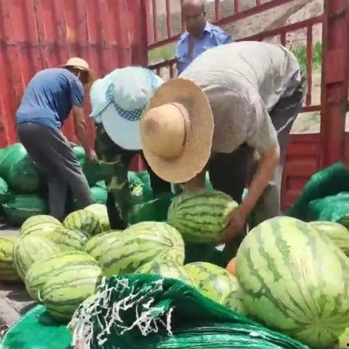 甘肃康县网红吃瓜事件,一场网络争议的发酵与反思