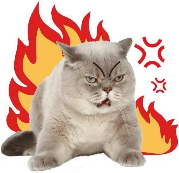 黑网料吃瓜网评价胖猫,黑网料吃瓜网上的热门话题与评价解析