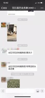 沭阳网红吃瓜群微信群号,揭秘微信群号的魅力与社交圈层