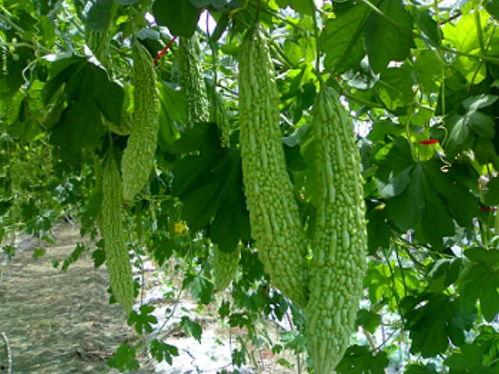 吃瓜料网地址怎么发