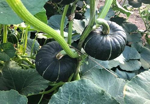 瓜姐吃瓜网,揭秘娱乐圈幕后真相，带你领略明星们的真实生活