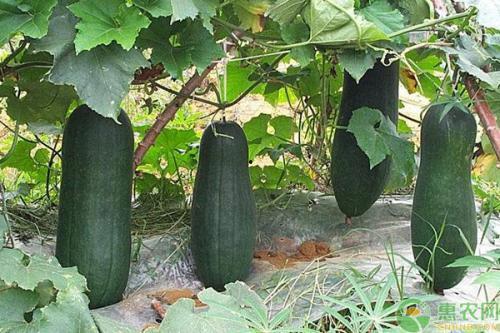 诸暨网红吃瓜事件真相揭秘,揭秘背后真相与争议