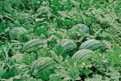 网红吃瓜资源群